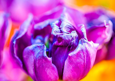 Tulips Color Festival