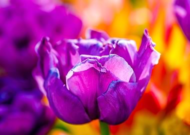 Tulips Color Festival