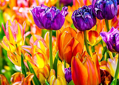 Tulips Color Festival