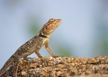 Peninsular Rock Lizard