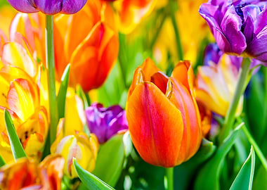 Tulips Color Festival