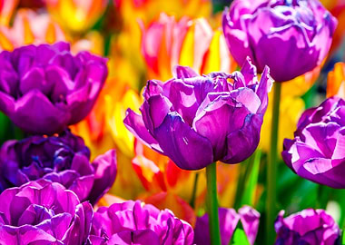 Tulips Color Festival