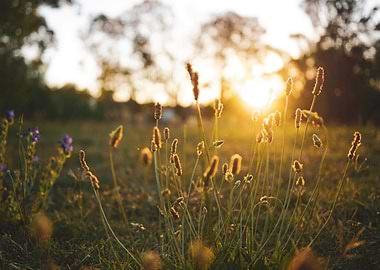 Field flower golden hour