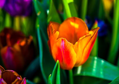 Tulips Color Festival