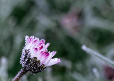 Frost Flower