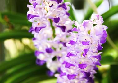Thai orchid
