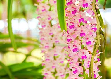 rhynchistylis gigantea