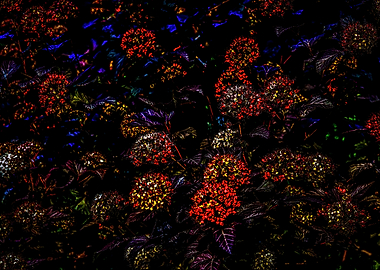 Blooming Ninebark Bush