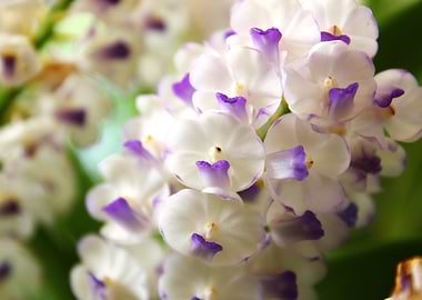 rhynchostylis gigntea