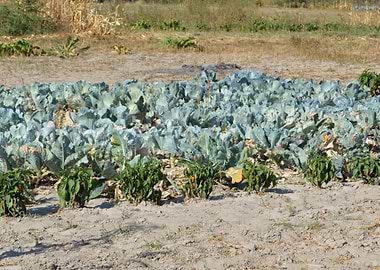 Winter Cabbage Harvest