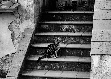 Cat on stair