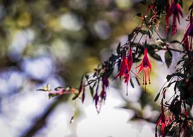 Fuchsia Flowers