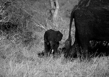 Baby Elephant Behind