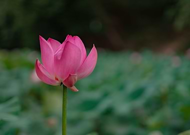 Pink Lotus