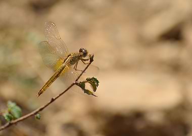 Golden Dragonfly