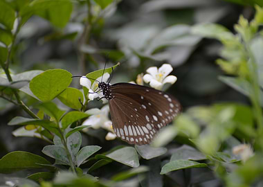 Nepalese Butterfly