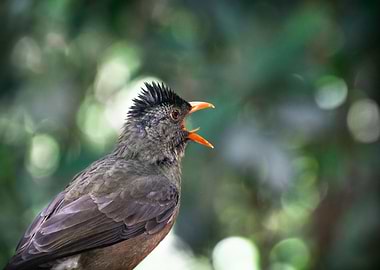 Seychelles Bulbul