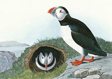 Puffin