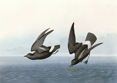 Least Stormy Petrel