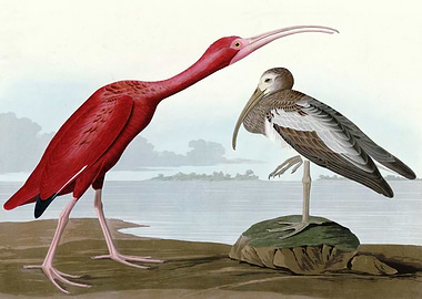 Scarlet Ibis