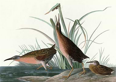 Virginia Rail