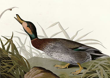 Bemaculated Duck