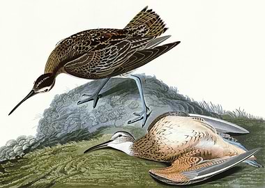 Esquimaux Curlew