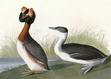 Horned Grebe