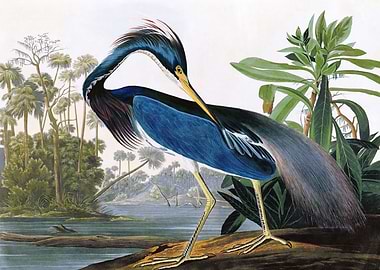 Louisiana Heron