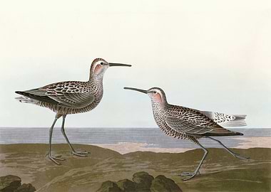 Long legged Sandpiper