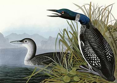 Great Northern Diver or