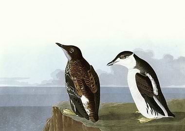 Slender billed Guillemo