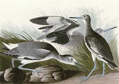 Semipalmated Snipe or