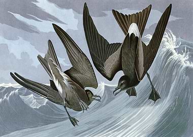 Fork tail Petrel