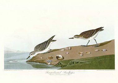 Semipalmated Sandpiper