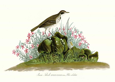 Prairie Titlark