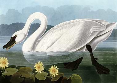 Common American Swan