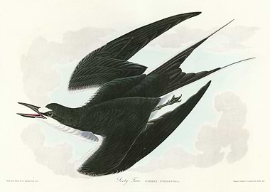 Sooty Tern