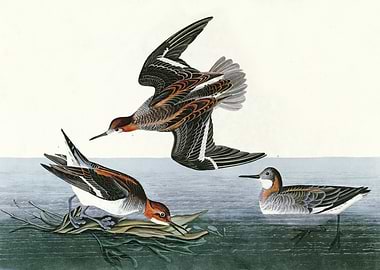 Hyperborean phalarope