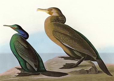 I Violet green Cormora