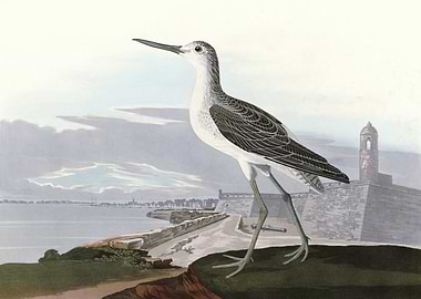 Greenshank