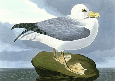 Fulmar Petrel