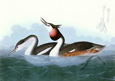 Crested Grebe