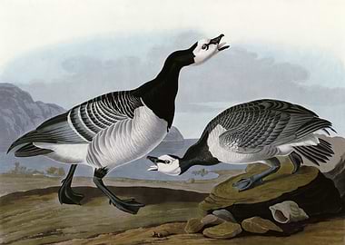 Barnacle Goose