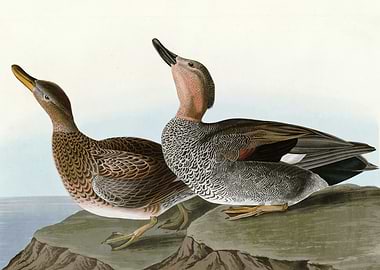 Gadwall Duck