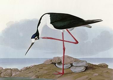 Long legged Avocet