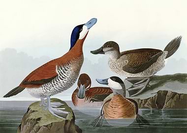 Ruddy Duck