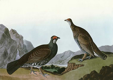 Long tailed or Dusky Gr