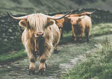 highlands cows