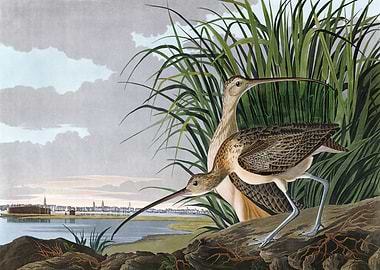 Long billed Curlew